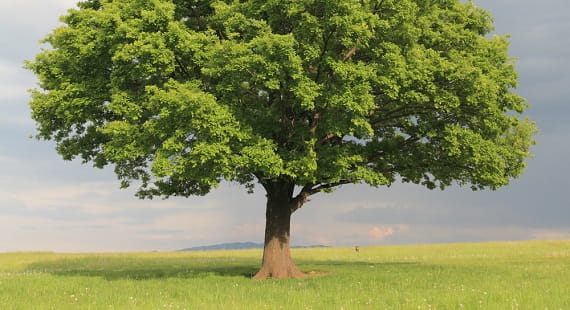 FSC Chain of Custody (COC) Certification FSC Chain of Custody (COC) Certification